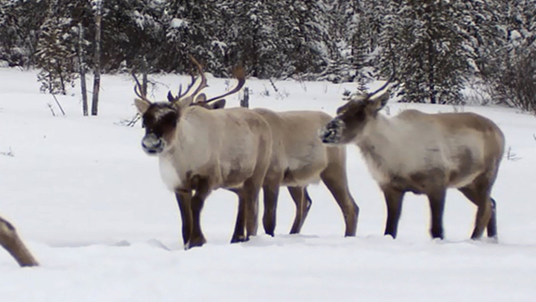 Read more about the article Woodland Caribou Ep.5