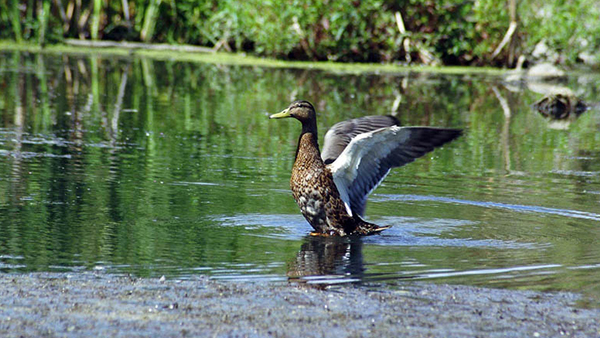 Read more about the article Discovering Biodiversity Ep.6