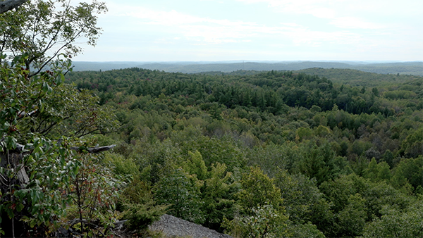 Read more about the article Trees, Youth, Our Future Episode 1